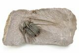 Kettneraspis Trilobite With Long Occipital - Lghaft, Morocco #254099-2